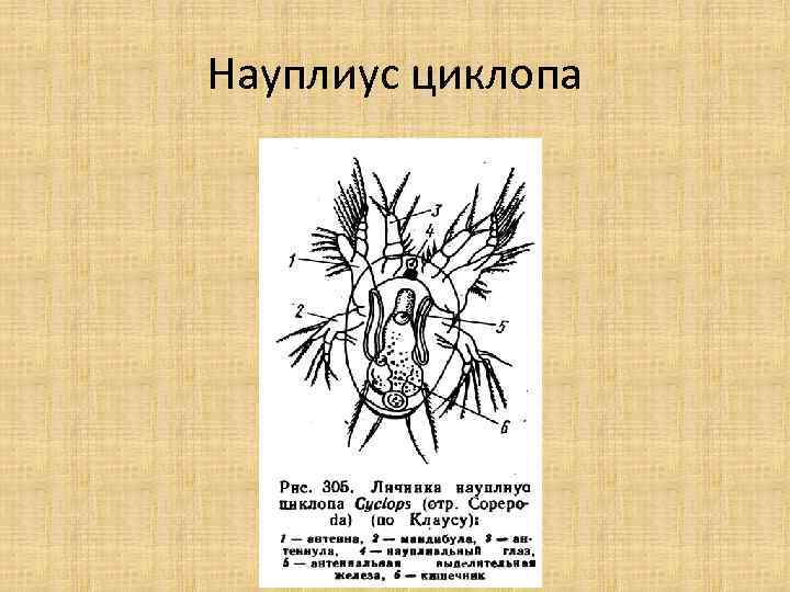 Науплиус циклопа 