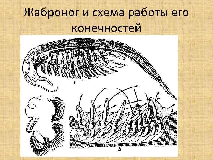 Жаброног и схема работы его конечностей 