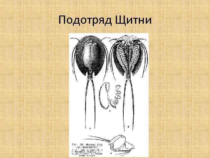 Подотряд Щитни 