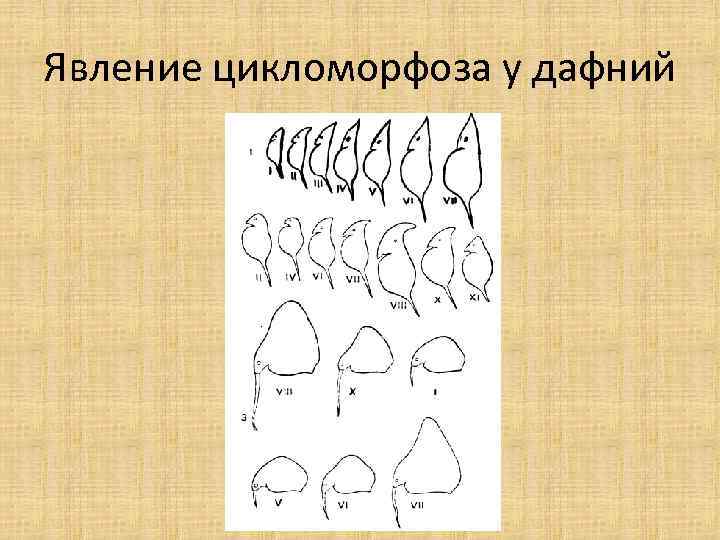 Явление цикломорфоза у дафний 