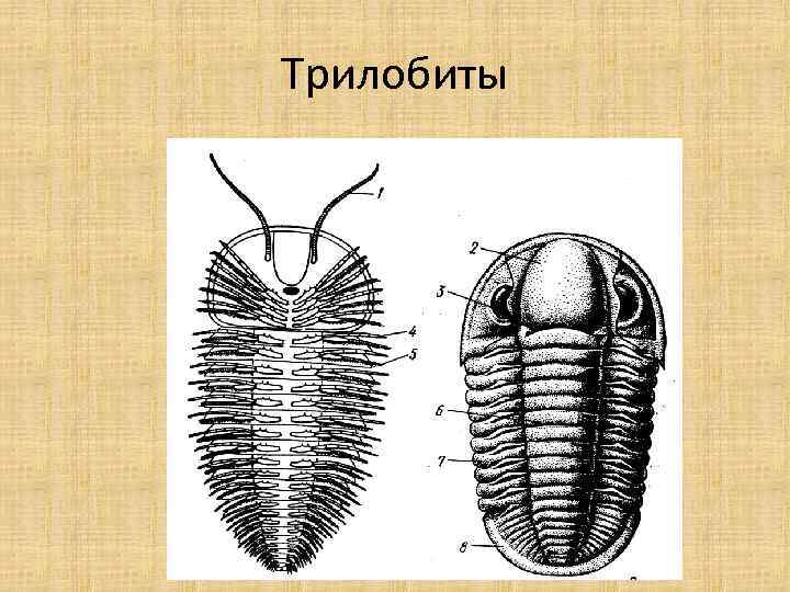 Трилобиты 