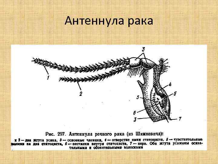 Антеннула рака 