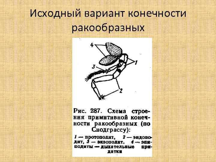 Исходный вариант конечности ракообразных 