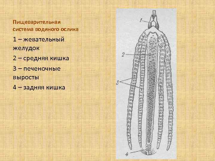 Пищеварительная система водяного ослика 1 – жевательный желудок 2 – средняя кишка 3 –