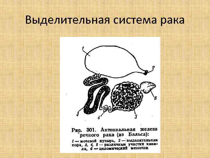 Выделительная система рака 