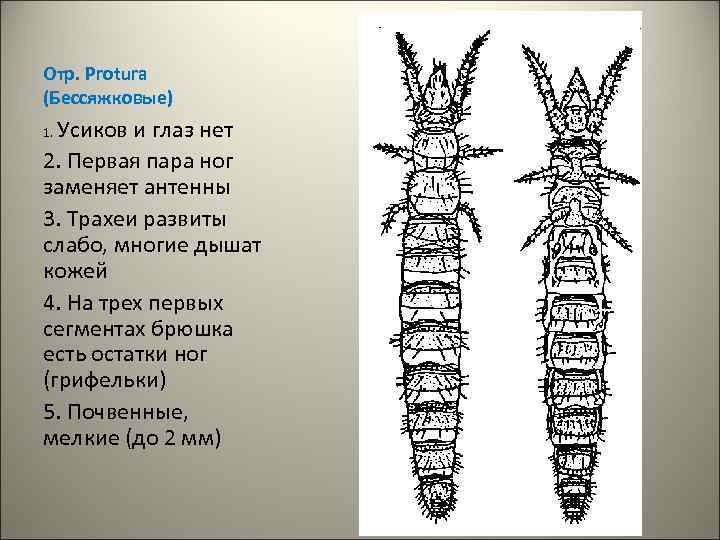 Отр. Рrotura (Бессяжковые) Усиков и глаз нет 2. Первая пара ног заменяет антенны 3.