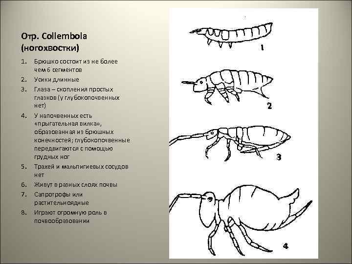 Отр. Сollembola (ногохвостки) 1. 2. 3. 4. 5. 6. 7. 8. Брюшко состоит из