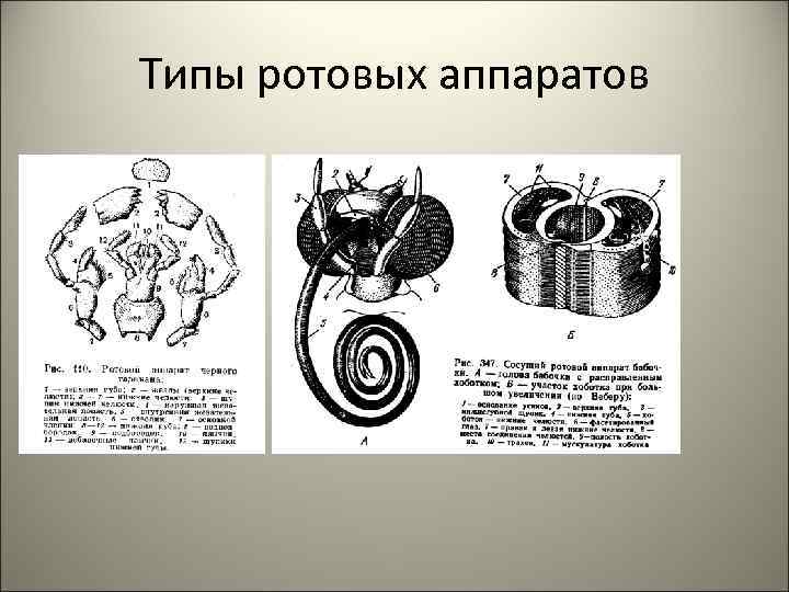 Типы ротовых аппаратов 