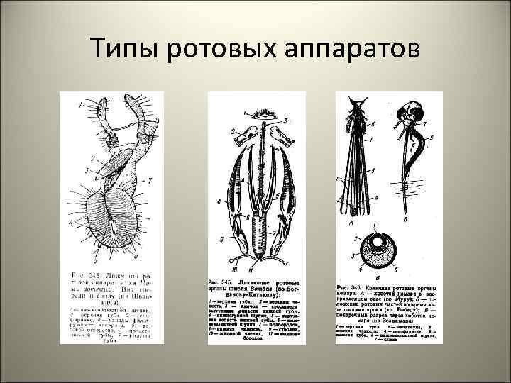 Типы ротовых аппаратов 