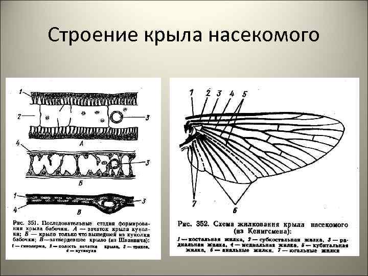 Строение крыла насекомого 