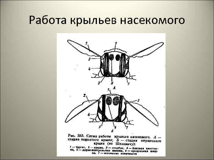 Работа крыльев насекомого 