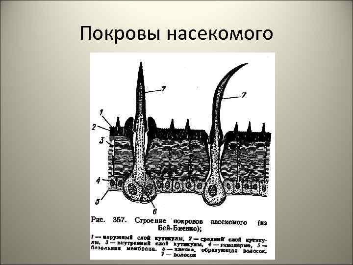 Покровы насекомого 