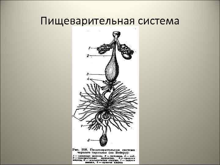 Пищеварительная система 