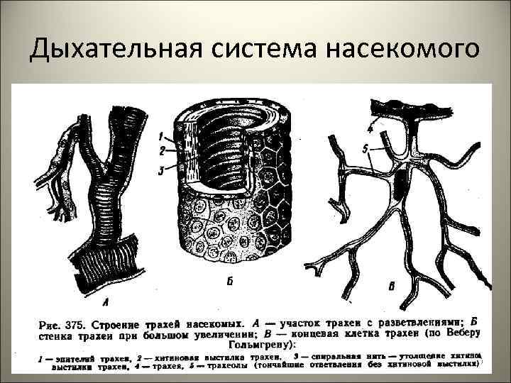 Дыхательная система насекомого 