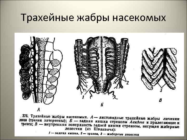 Трахейные жабры насекомых 