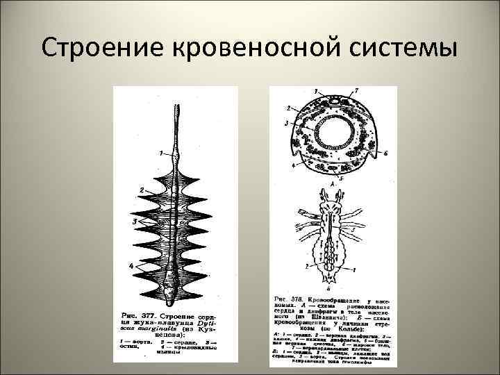 Строение кровеносной системы 