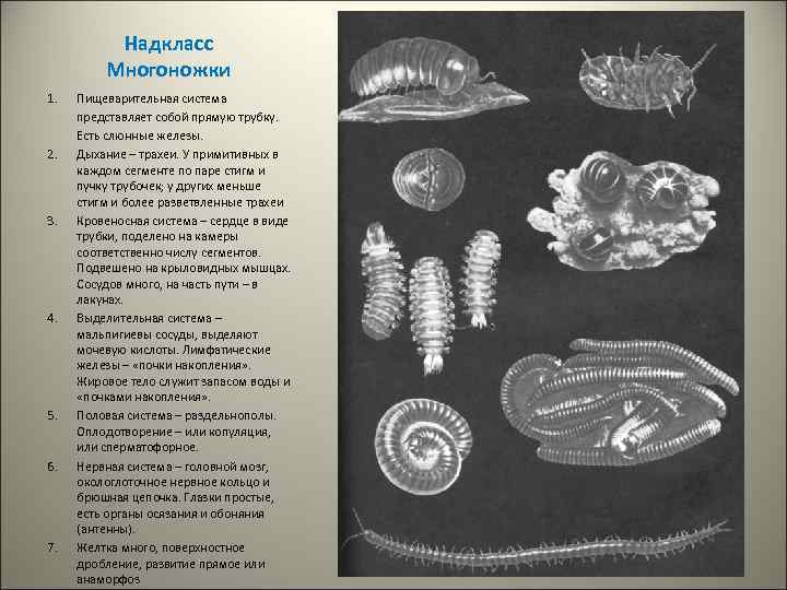 Надкласс Многоножки 1. 2. 3. 4. 5. 6. 7. Пищеварительная система представляет собой прямую