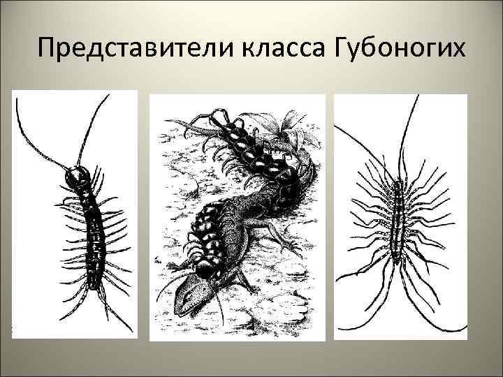 Представители класса Губоногих 