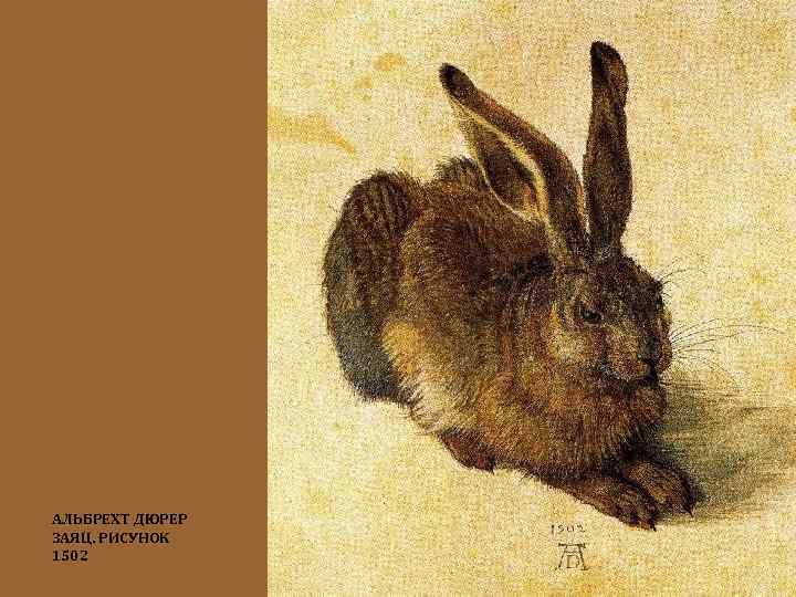 АЛЬБРЕХТ ДЮРЕР ЗАЯЦ. РИСУНОК 1502 