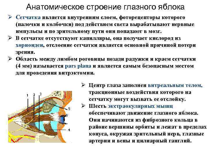 Анатомическое строение глазного яблока Ø Сетчатка является внутренним слоем, фоторецепторы которого (палочки и колбочки)