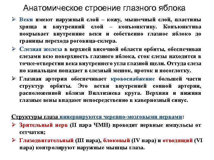 Анатомическое строение глазного яблока Ø Веки имеют наружный слой – кожу, мышечный слой, пластины