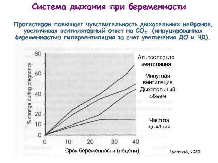 Система дыхания при беременности Прогестерон повышает чувствительность дыхательных нейронов, увеличивая вентиляторный ответ на СО