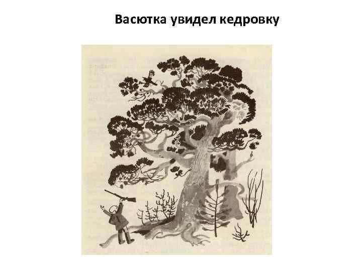 Васютка увидел кедровку 