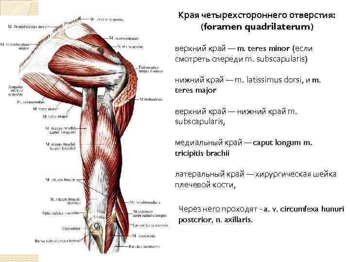 Края четырехстороннего отверстия: (foramen quadrilaterum) верхний край — m. teres minor (если смотреть спереди