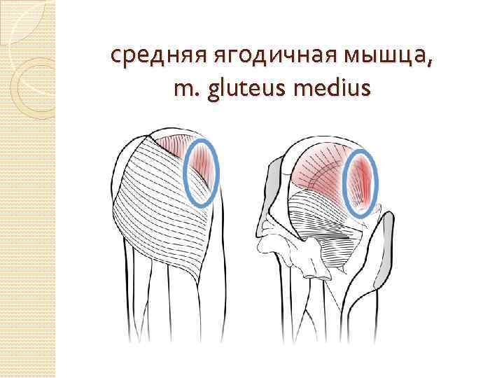 средняя ягодичная мышца, m. gluteus medius 