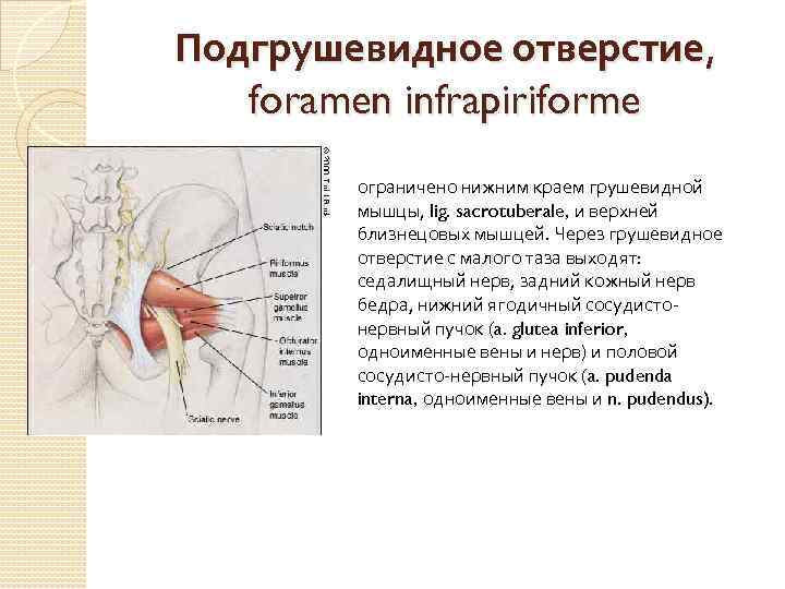 Заняться отверстие. Подгрушевидное отверстие анатомия. Седалищный нерв через подгрушевидное отверстие. Подгрушевидное отверстие топографическая анатомия. Нервы проходящие через подгрушевидное отверстие.