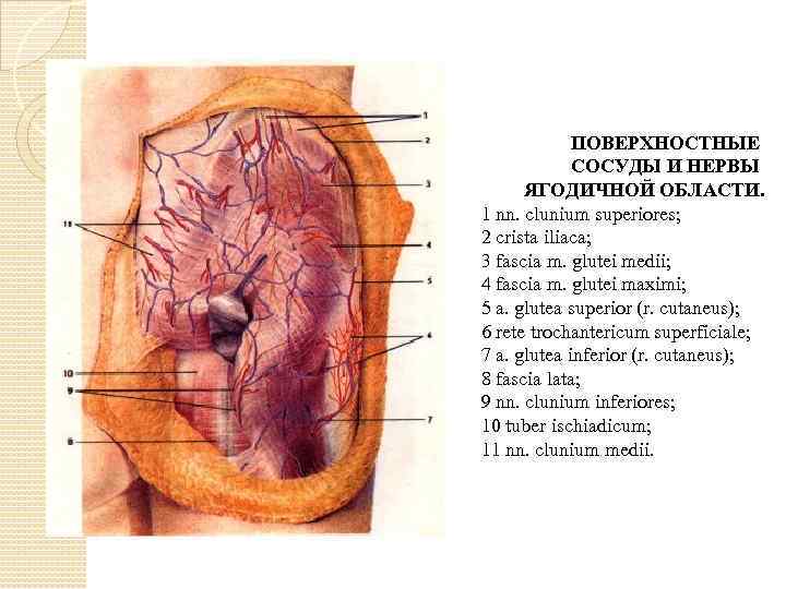 ПОВЕРХНОСТНЫЕ СОСУДЫ И НЕРВЫ ЯГОДИЧНОЙ ОБЛАСТИ. 1 nn. clunium superiores; 2 crista iliaca; 3