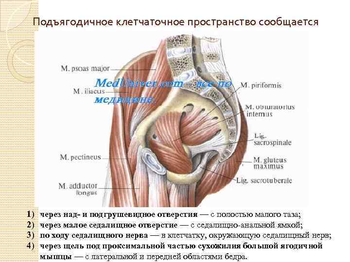 Подъягодичное клетчаточное пространство сообщается 1) 2) 3) 4) через над- и подгрушевидное отверстия —