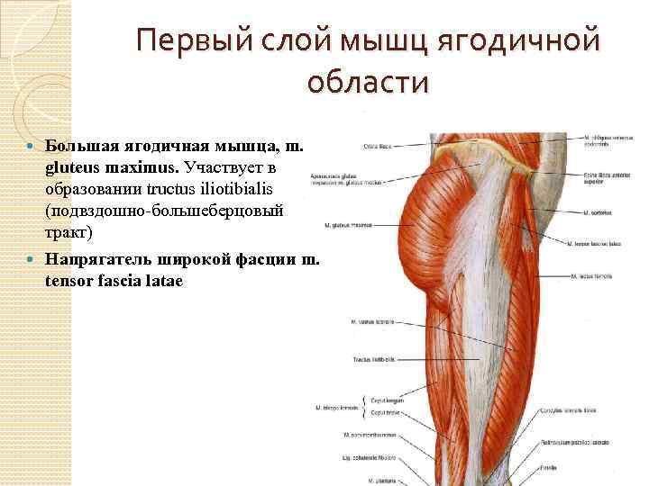 Первый слой мышц ягодичной области Большая ягодичная мышца, m. gluteus maximus. Участвует в образовании