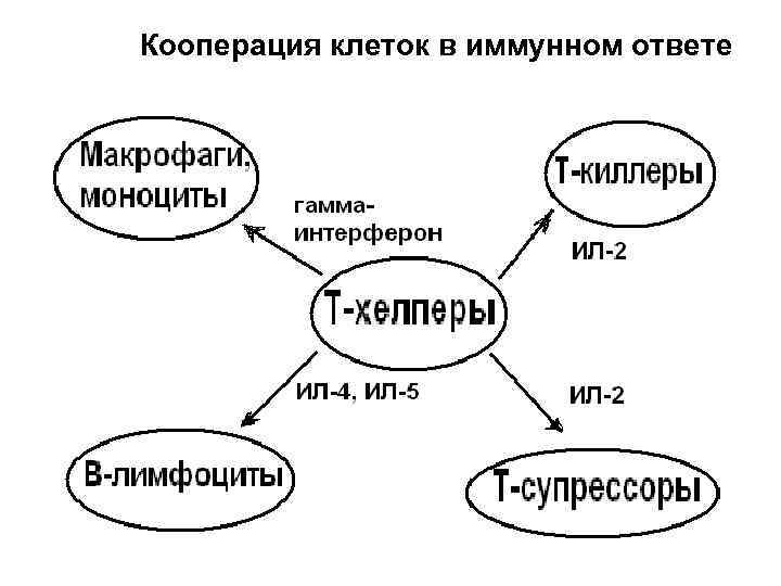 Кооперация клеток в иммунном ответе 