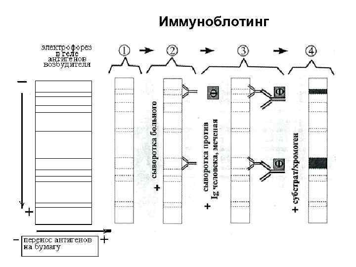 Иммуноблотинг 