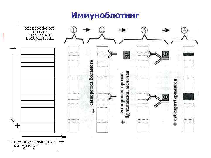 Иммуноблотинг 