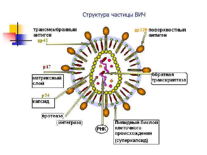 Структура частицы ВИЧ 