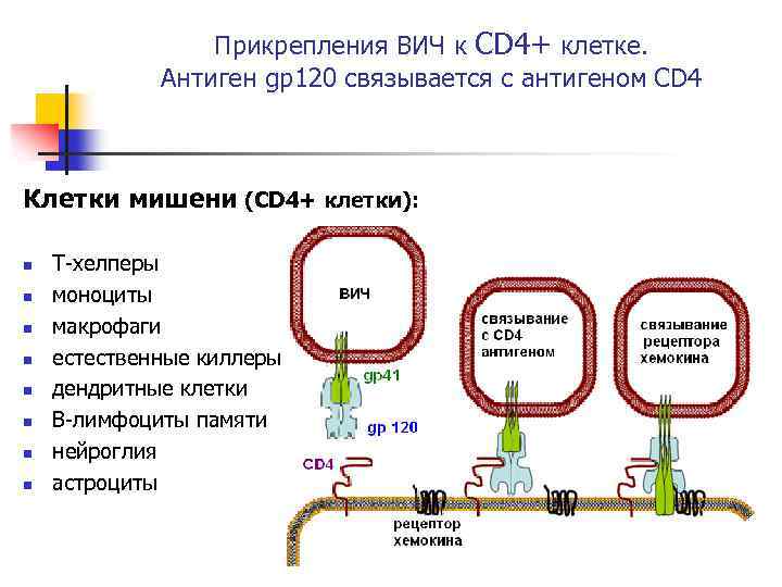 Прикрепления ВИЧ к CD 4+ клетке. Антиген gp 120 связывается с антигеном CD 4
