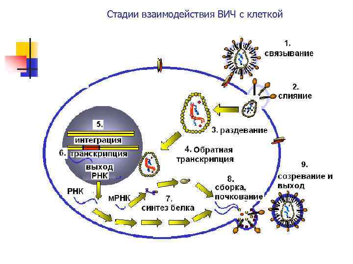 Стадии взаимодействия ВИЧ с клеткой 