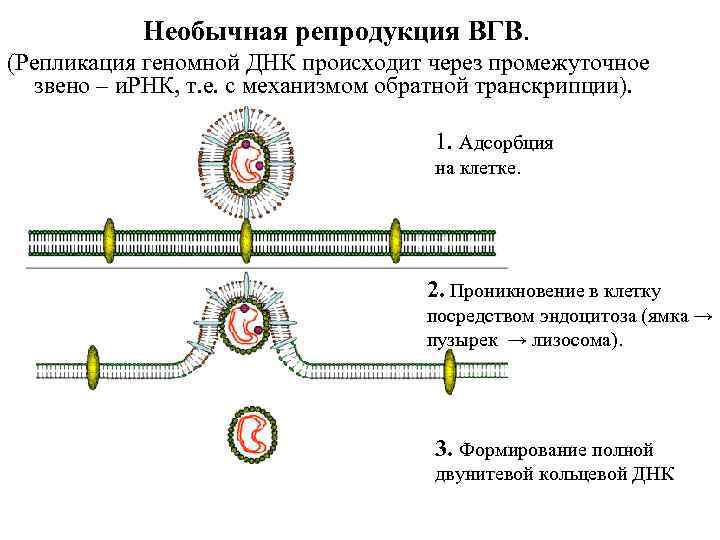 Необычная репродукция ВГВ. (Репликация геномной ДНК происходит через промежуточное звено – и. РНК, т.