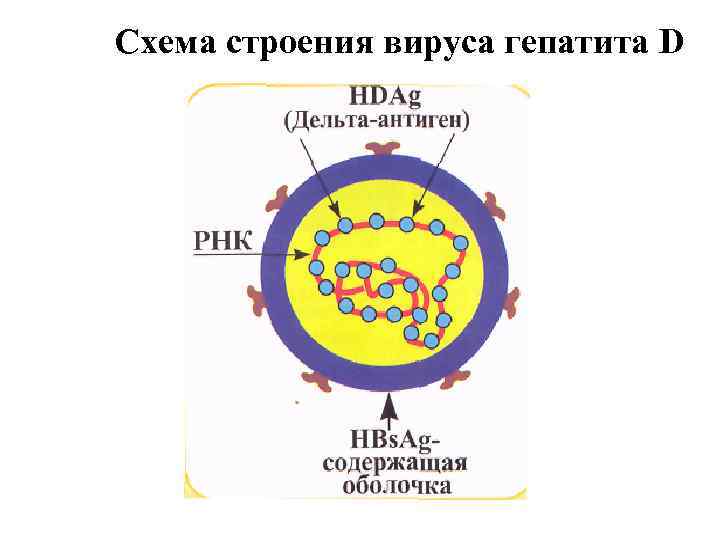 Вирусный гепатит антиген. Схема строения вируса гепатита d. Вирус гепатита d строение. Вирус гепатита д антигенная структура. Схема строения генома вируса гепатита в.