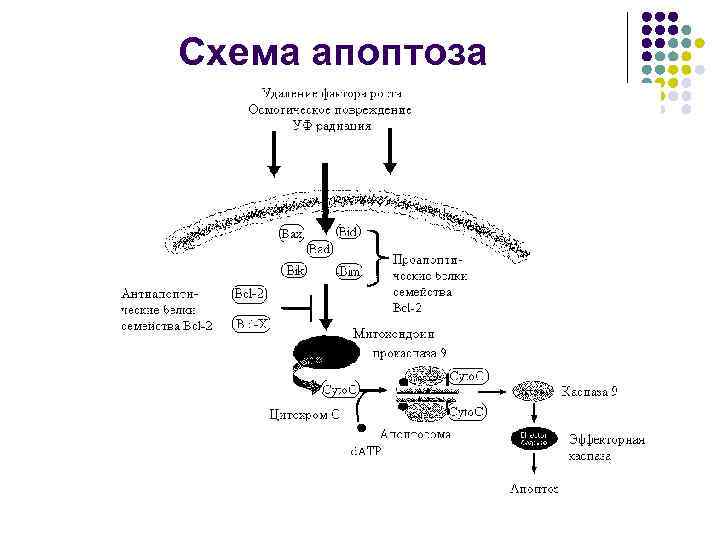 Нарисуйте схему гибели клеток мишеней по механизму апоптоза