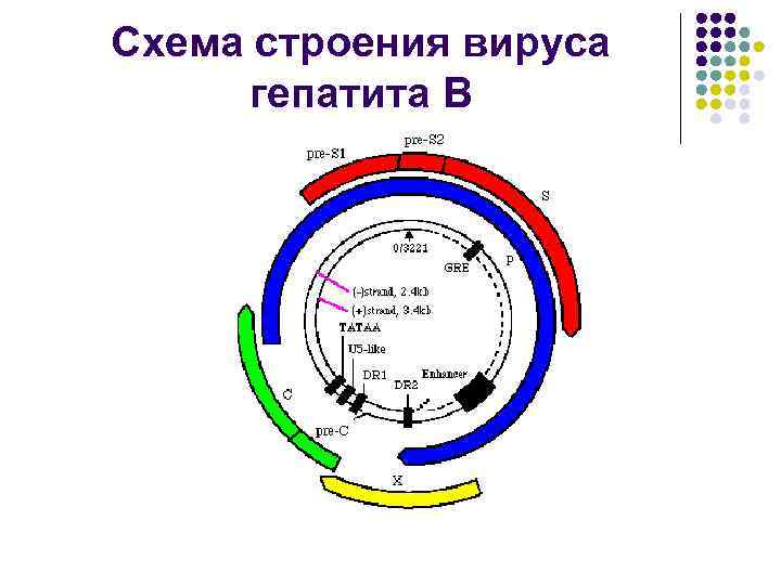 Схема строения вируса гепатита В 