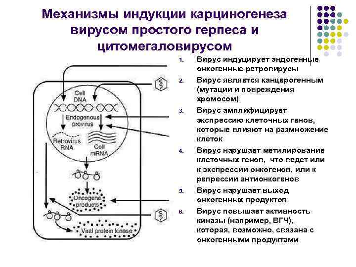 Схема репродукции герпесвируса