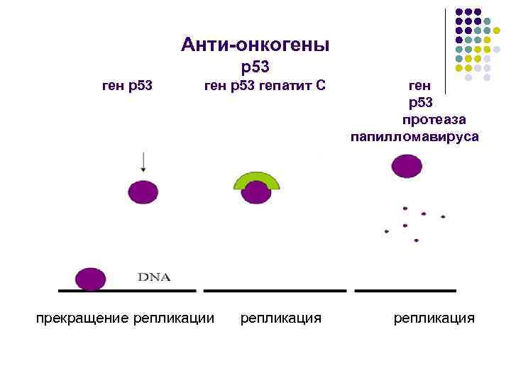 Анти-онкогены р53 ген р53 гепатит С прекращение репликации репликация ген р53 протеаза папилломавируса репликация