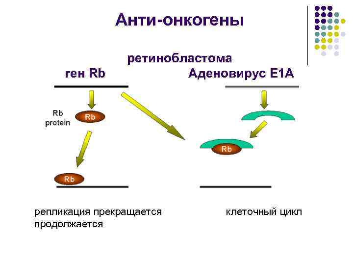 Анти-онкогены ген Rb ретинобластома Аденовирус Е 1 А репликация прекращается продолжается клеточный цикл 