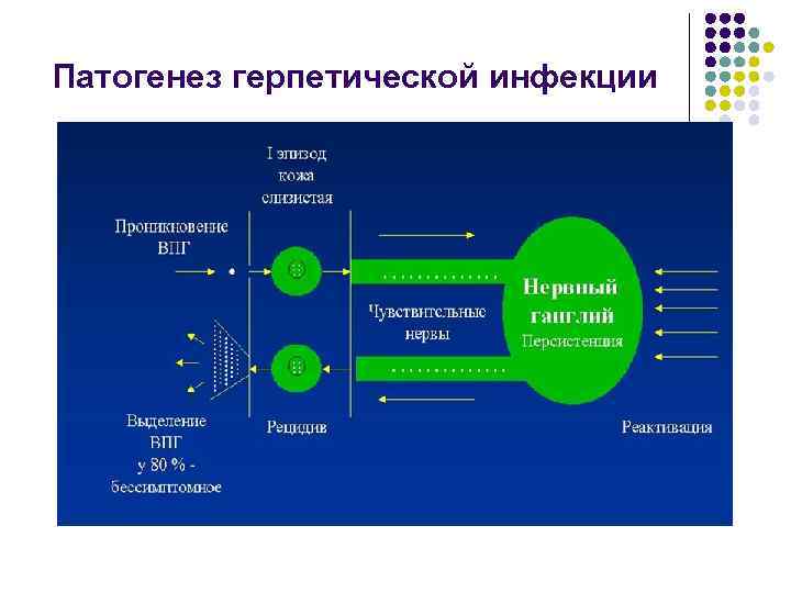 Патогенез герпетической инфекции 