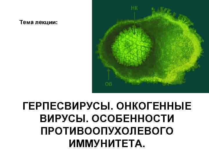 Тема лекции: ГЕРПЕСВИРУСЫ. ОНКОГЕННЫЕ ВИРУСЫ. ОСОБЕННОСТИ ПРОТИВООПУХОЛЕВОГО ИММУНИТЕТА. 
