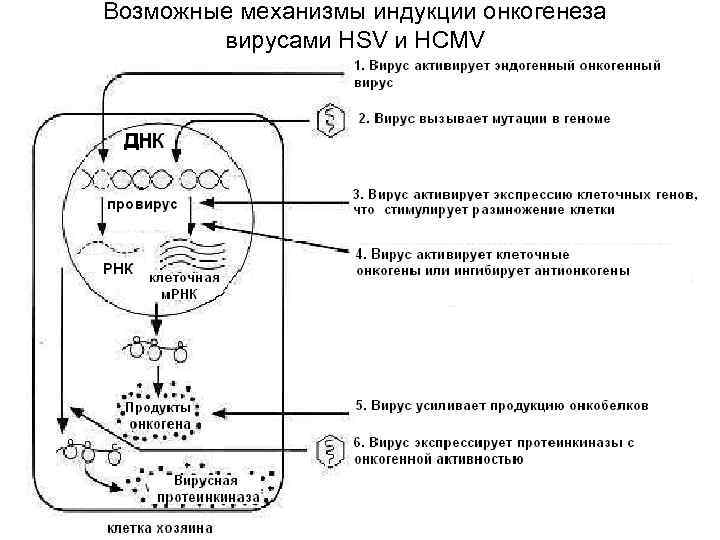 Возможные механизмы индукции онкогенеза вирусами HSV и HCMV 