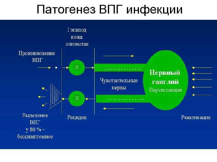 Патогенез ВПГ инфекции 